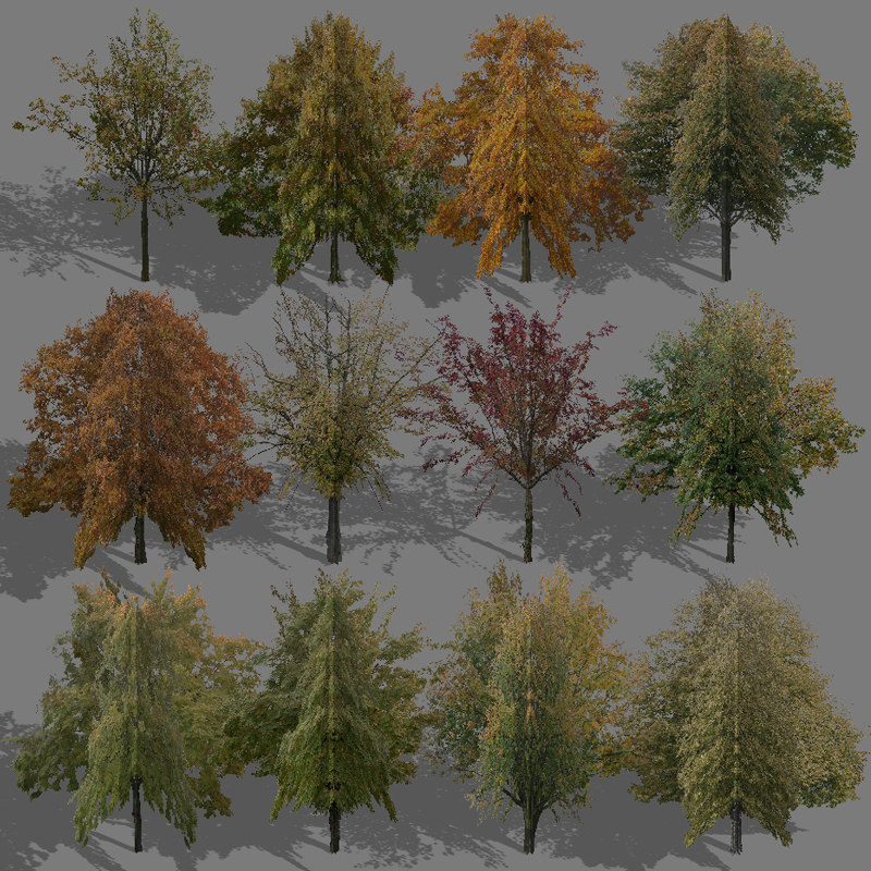 tree autumn 3d model