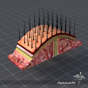 human scalp anatomy 3d 3ds