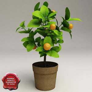 decorative citrus tree calamondin 3d model