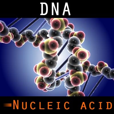 dna organisms cells 3d model