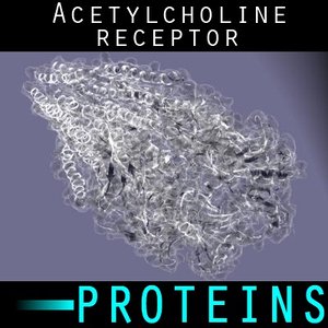 protein acetylcholine receptor 3d max