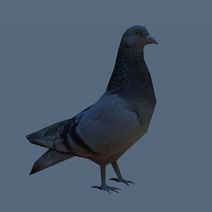 Pigeon 3D Models for Download | TurboSquid