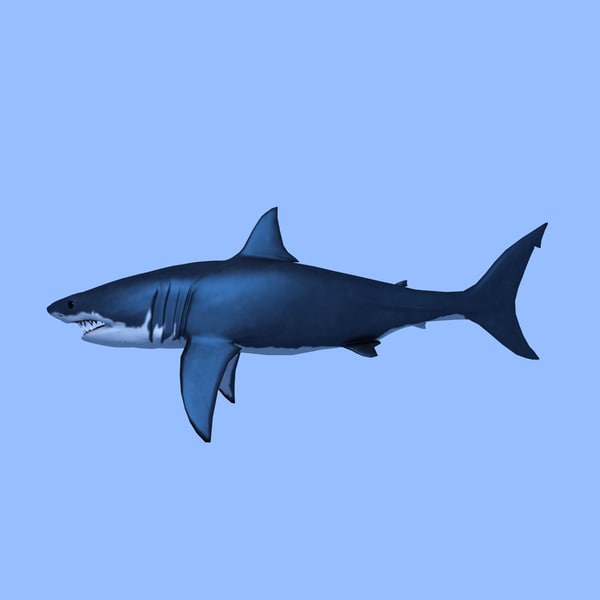 3d great white shark animation