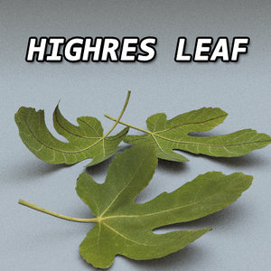 3d model of highres leaf res resolution