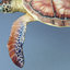 sea turtle chelonia mydas 3d model