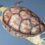 sea turtle chelonia mydas 3d model