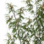 oceania trees xfrogplants 1 3d model