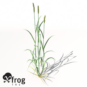 xfrogplants wheat plant 3d max