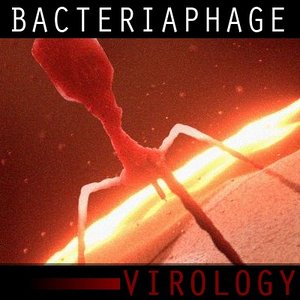 organically t4 bacteriaphage bacteria 3d model