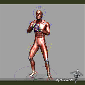 rigged human male muscular 3d model