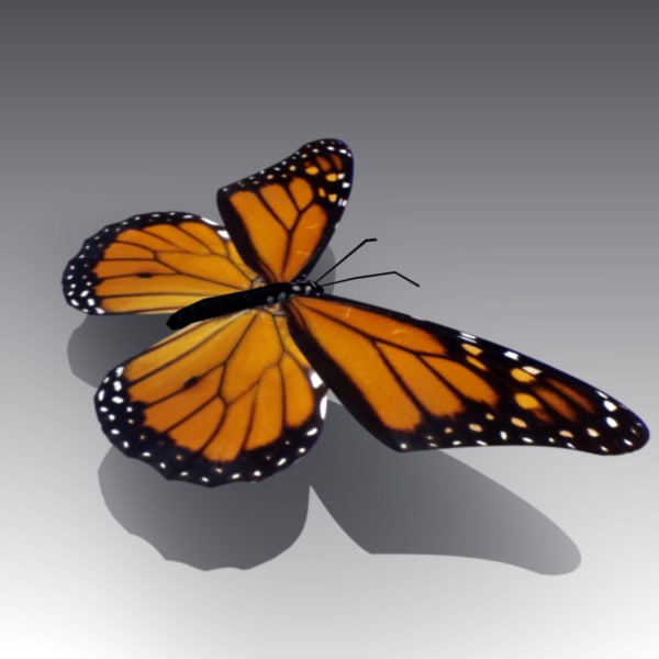 butterfly wings fly 3d model