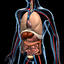 human anatomy 3d model