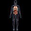 human anatomy 3d model