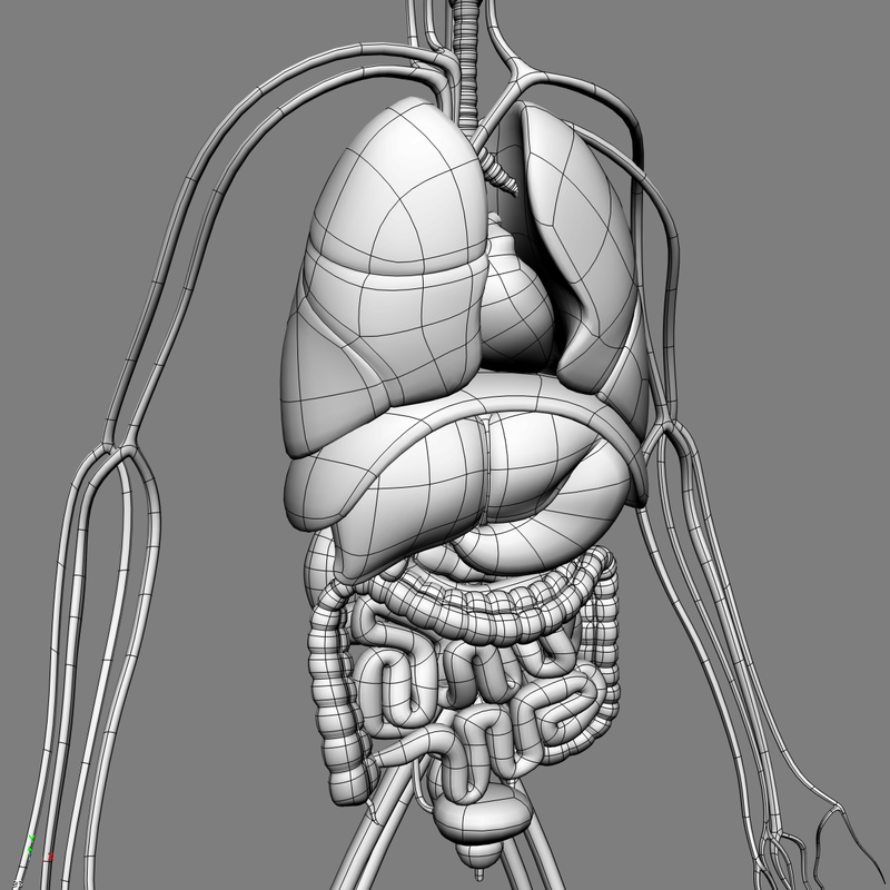 human anatomy 3d model Biology Diagrams