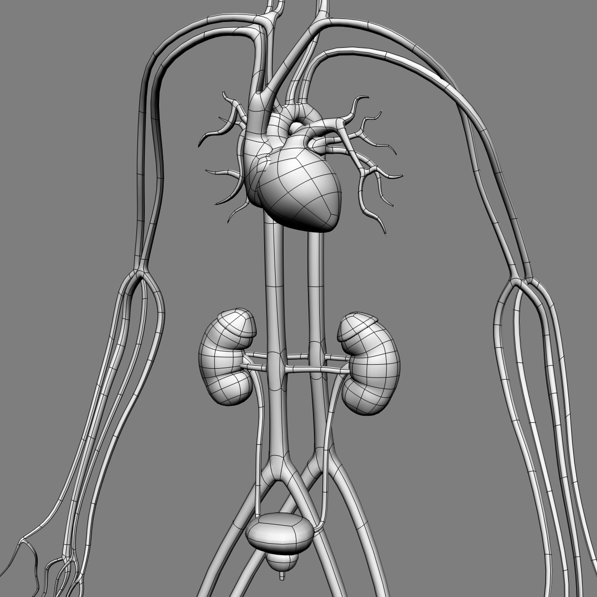 human anatomy 3d model Biology Diagrams