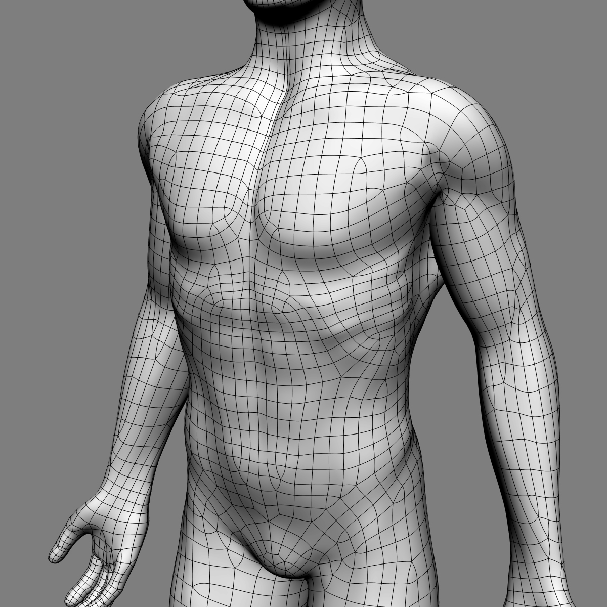 human anatomy 3d model