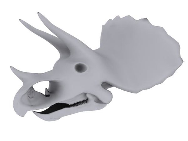 life size triceratops skull