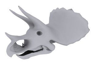 triceratops skull 3d model