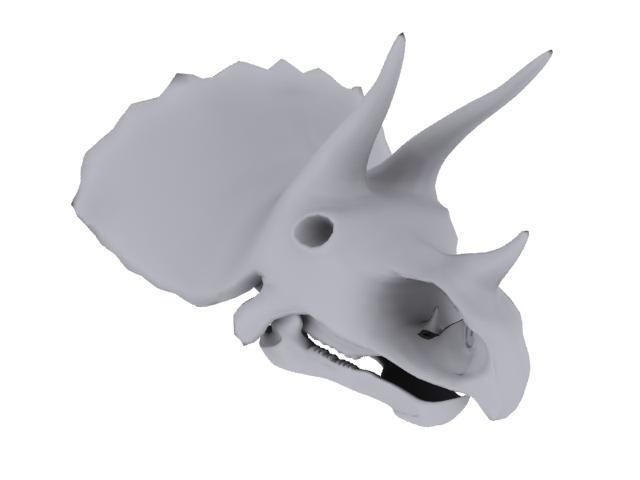 triceratops skull price