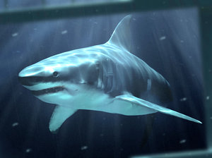 white shark 3d model