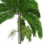 3d model 3 oceania trees xfrogplants