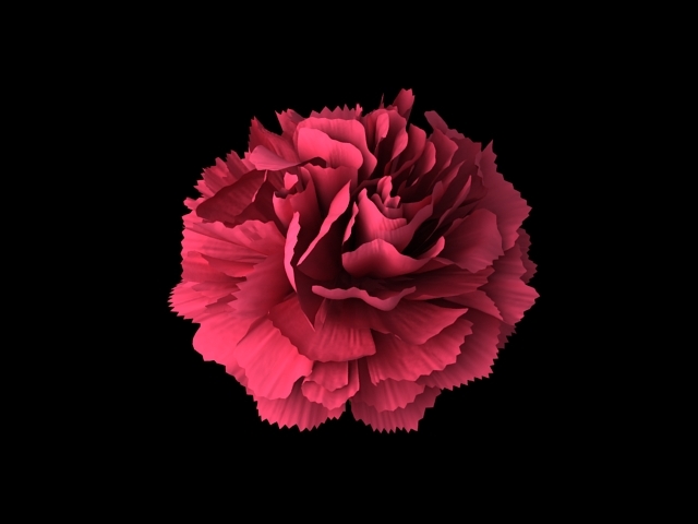 flower carnations 3d model