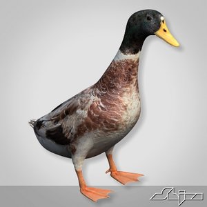 3d duck