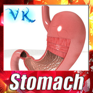 stomach cutaway 3d model