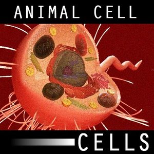 organically eukaryote animal cell max