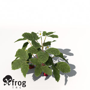 3d xfrogplants strawberry x plant flower model