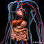 human digestive 3d model