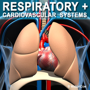 anatomy respiratory human organ 3d lwo