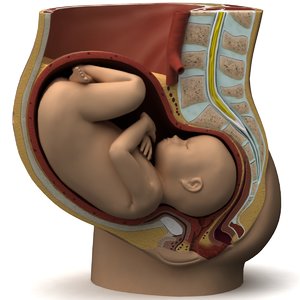 fetus anatomy 3d model
