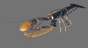 lobster games 3d model