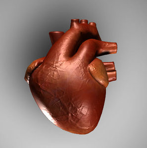 Free 3d Heart Models Turbosquid