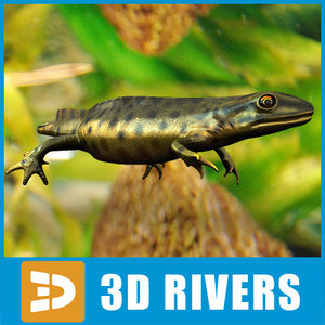 smooth newt lizards 3d model