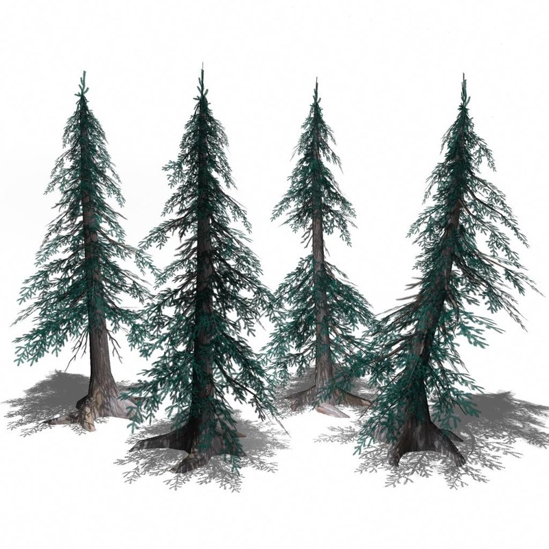 pines trees 3d model