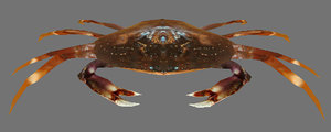 dungeness crab 3d obj