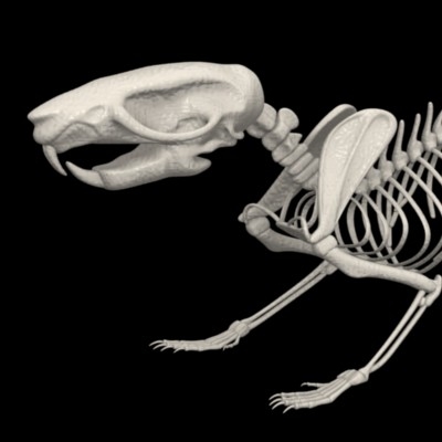 mouse skeleton 3d obj