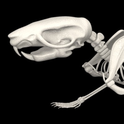 mouse skeleton 3d obj