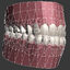 polygonal human jaw 3d model