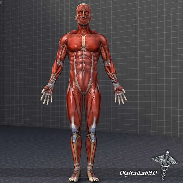 human male female muscular 3d model