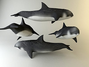 artic dolphin 3d 3ds