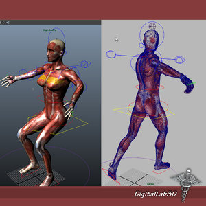 3d model rigged male female muscular