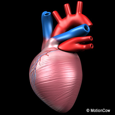 human heart pumping 3d model