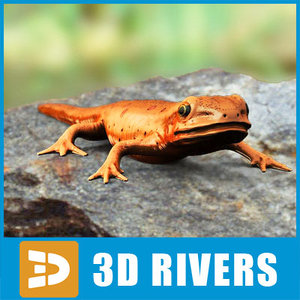 red-spotted newt lizards 3d model