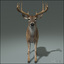 deer family 3d model