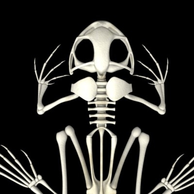 frog skeleton 3d model