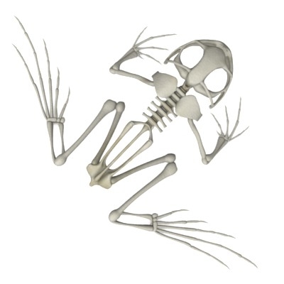 frog skeleton 3d model