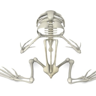 frog skeleton 3d model